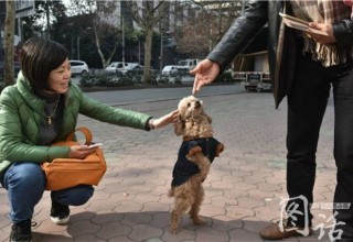 В Китае собака научилась свободно ходить на задних лапах после ампутации передней