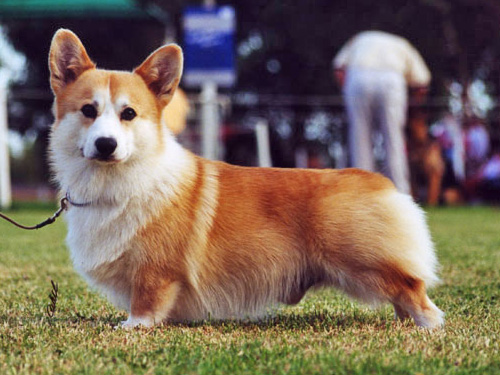 Стоимость собаки породы вельш-корги пемброк составляет $1840 по данным британской прессы. Фото: animal.ru