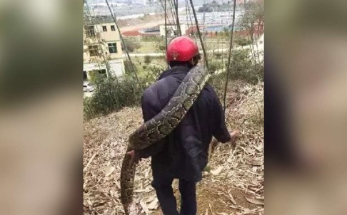 Гигантская змея в китае, гигантский питон в китае