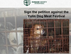 Фестиваль собачьего мяса в Юйлине 2016
