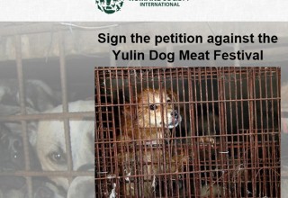 Новая петиция против фестиваля собачьего мяса в Китае собирает подписи