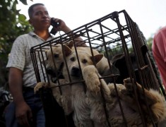 Фестиваль собачьего мяса в Китае