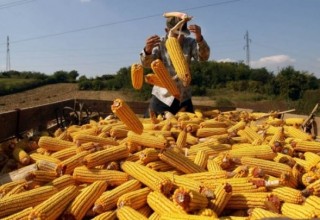 Как российские СМИ запретили импорт украинского зерна в Китай