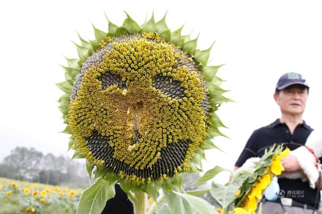 emoji_sunflowers
