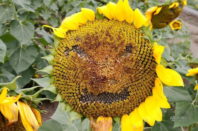 emoji_sunflowers2