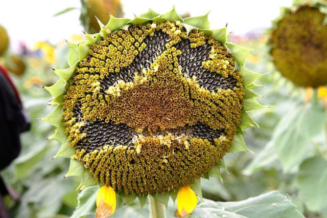 emoji_sunflowers3