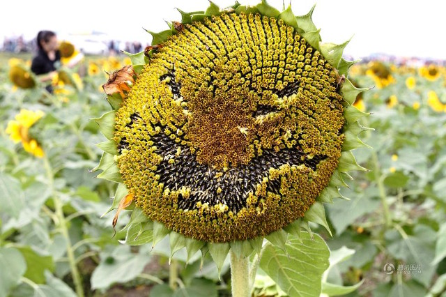 emoji_sunflowers4