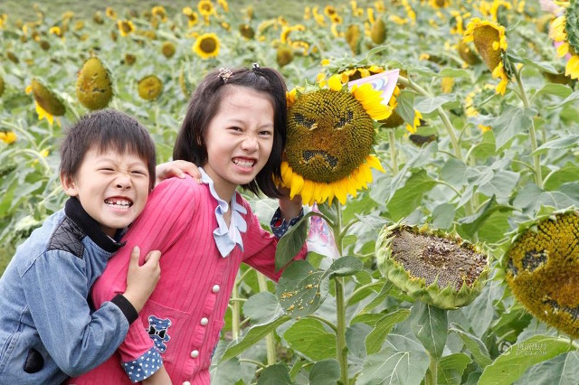 emoji_sunflowers5