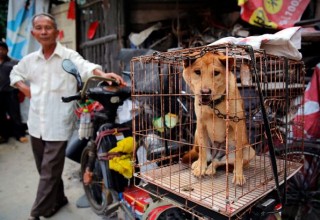В Китае запретили продажу мяса собак на фестивале собачьего мяса