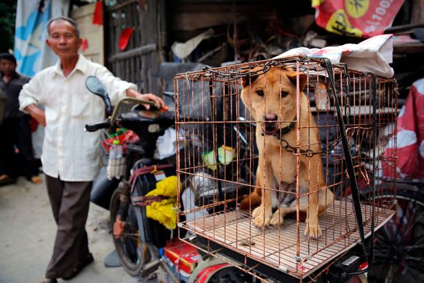 В Китае запретили продажу мяса собак на фестивале собачьего мяса
