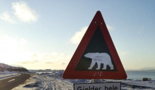 В Шпицбергене белые медведи - это обычное дело.