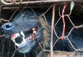 Волонтеры в Китае спасли 1000 собак накануне Юйлиньского фестиваля
