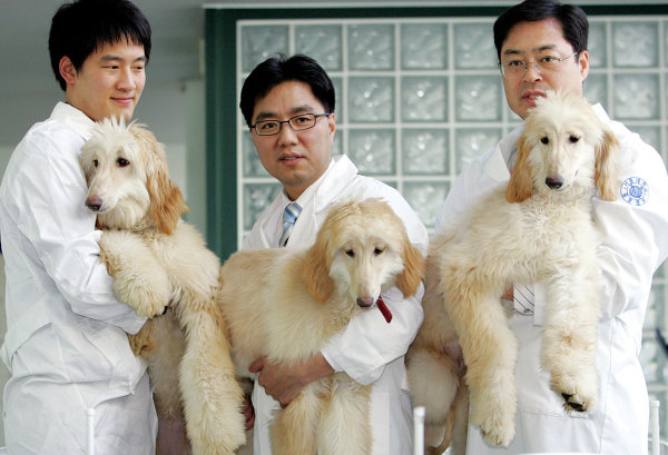 Китай клонирование собак