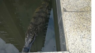 крокодил Китай