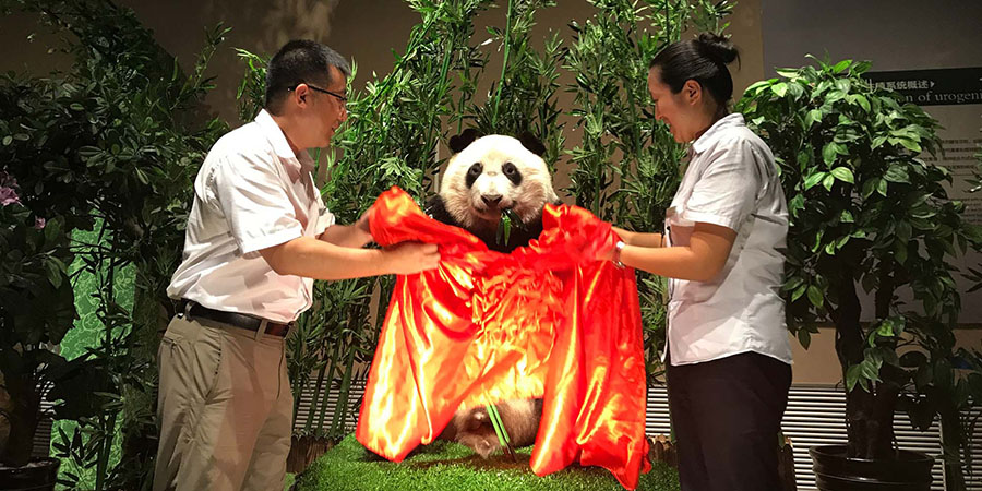 Работники научного музея в Даляне снимают покрывало с чучела панды. Фото: Weibo