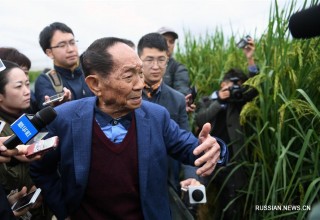 В Китае вывели новый сорт “гигантского” риса