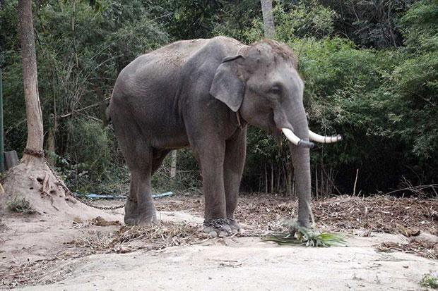 китай слон таиланд туризм