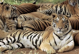 Китаянка потребовала у сафари $230 тыс. за то, что тигр съел ее мать