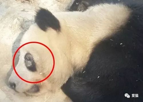 Китайцы негодуют: заболели панды в заповеднике провинции Сычуань