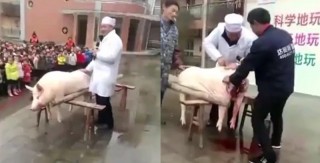 Урок анатомии: в детском саду в Китае детям показали, как разрезать свинью