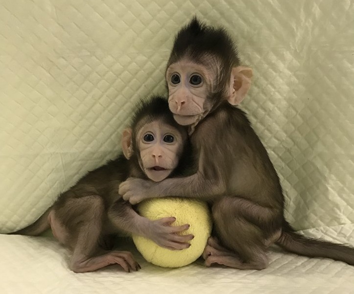 клонирование приматов китай