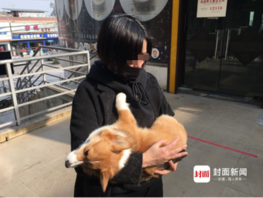 Китаянка шантажировала хозяйку потерянной собаки, а потом выронила животное из окна