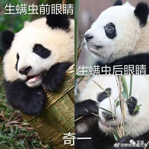 Ции (奇一 qíyī), слева — до болезни, справа — панда подхватила инфекцию. Фото: supchina.com