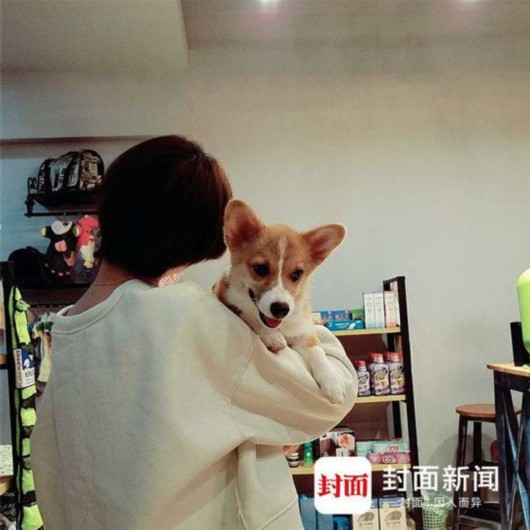 Китаянка шантажировала хозяйку потерянной собаки, а потом выронила животное из окна