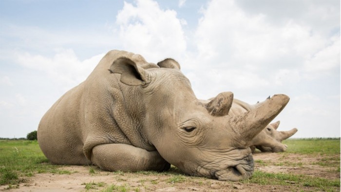 Одна из последних самок белого носорога в Кении. Фото: Синьхуа