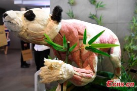 plastinated panda