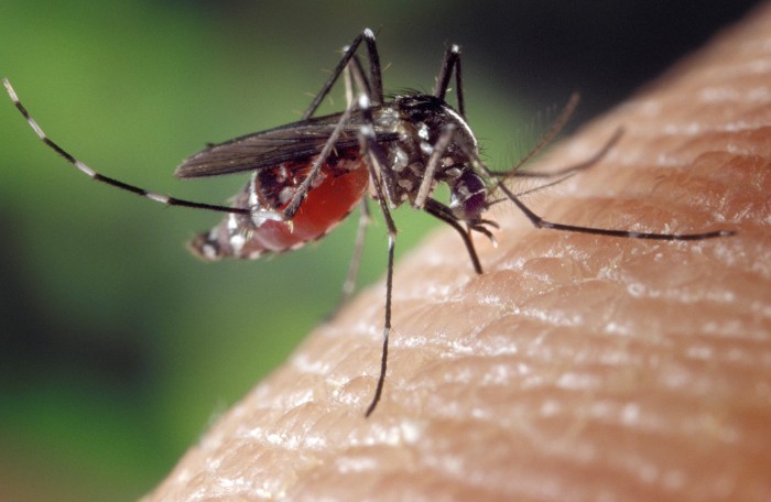 Комар Aedes albopictus. Фото: Wikimedia Commons