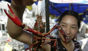 Chinese crayfish