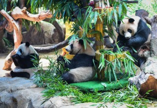 Панды-тройняшки отпраздновали 4-й день рождения в китайском Гуанчжоу