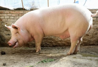Африканская чума свиней добралась до Пекина