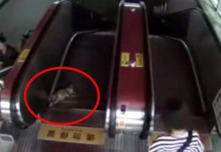 В Китае спасли кошку, застрявшую в эскалаторе метро