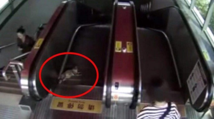 В Китае спасли кошку, застрявшую в метро