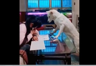 Китаец научил собаку присматривать за дочерью, пока она делает уроки