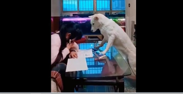 Собака следит как китаянка делает уроки