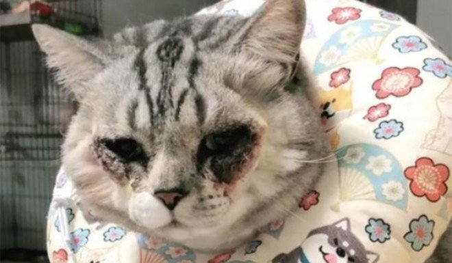 Операция кошки в Китае