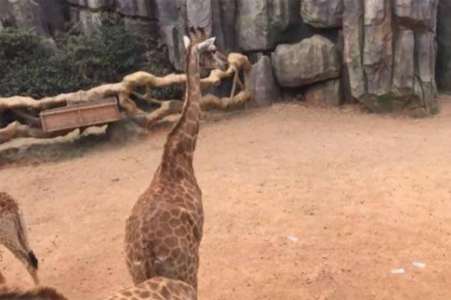 Турист закинул деньги в вольер к жирафам. Фото: Toutiao