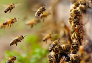 В Китае пара развела 10 тыс. пчел в квартире многоэтажки