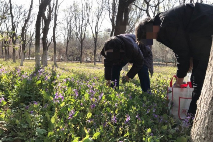 В Китае посетители выкапывают парковые растения ради урожая