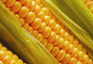 США могут уничтожить 70% урожая кукурузы в КНР. Ненамеренно.
