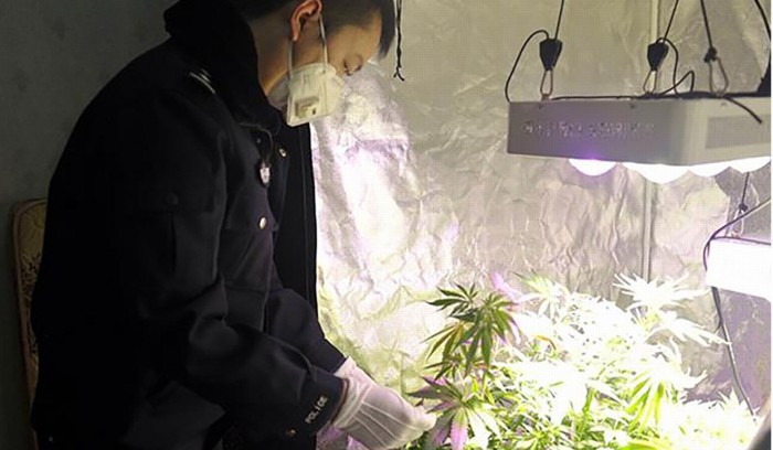 Студент из Чэнду, выращивающий марихуану у себя дома. Фото: cnr.cn