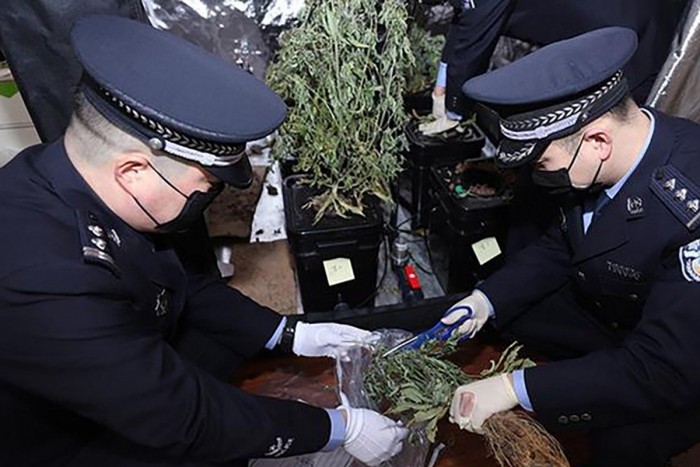 Полиция срезает кусты марихуаны в квартире студента в Чэнду. Фото: cnr.cn