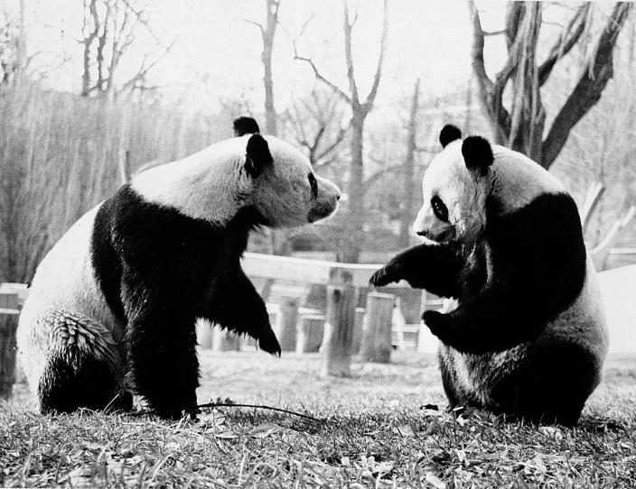 Линлин (слева) и Синсин в 1985 году. Смитсоновский национальный зоологический парк. Фото: Jessie Cohen (Smithsonian Institution Archives)