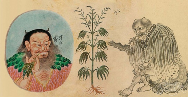 китайская марихуана