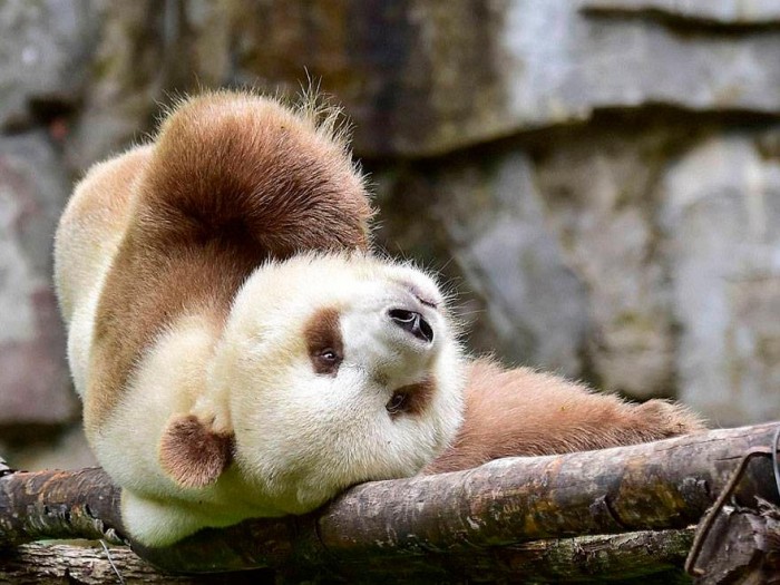 Цицзай, бурая панда в шэньсийском заповеднике. Фото: sweetpanda.ru