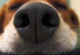 В Китае запустили приложение, способное распознавать собак по отпечатку носа