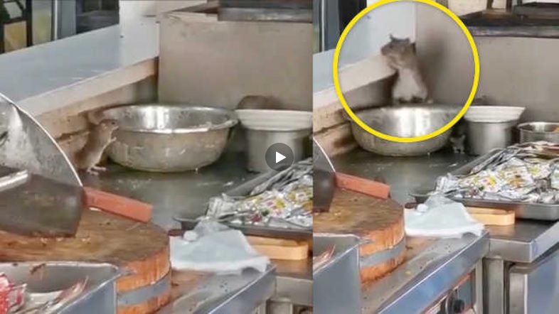 крысы в китайской больнице